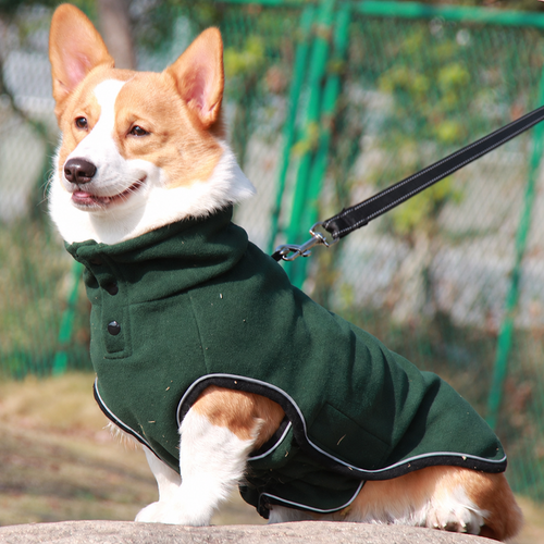 Corgi sitting outdoors in the dark green fleece turtleneck dog coat, on a leash